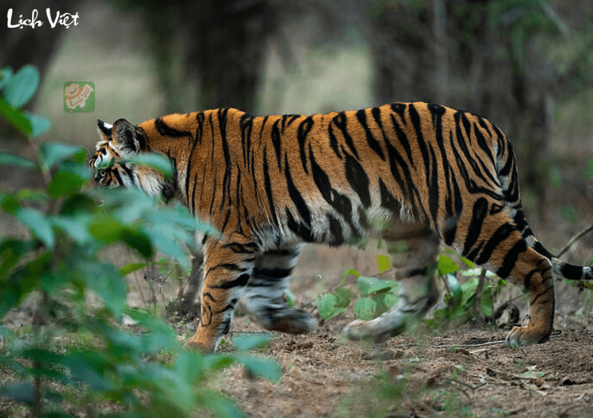 Tử vi tuổi Dần h&ocirc;m nay 10/1/2024