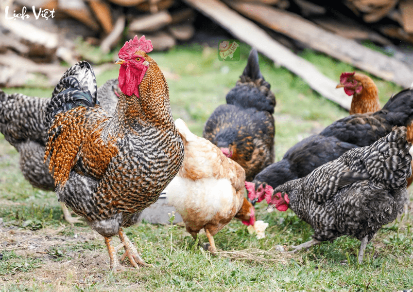 Tử vi tuổi Dậu ng&agrave;y 9/1/2024