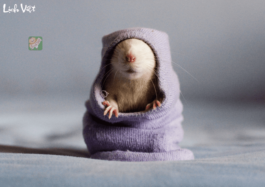 Tử vi tuổi T&yacute; h&ocirc;m nay 10/1/2024