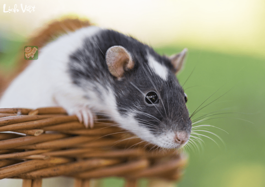 Tử vi tuổi T&yacute; ng&agrave;y 9/1/2024