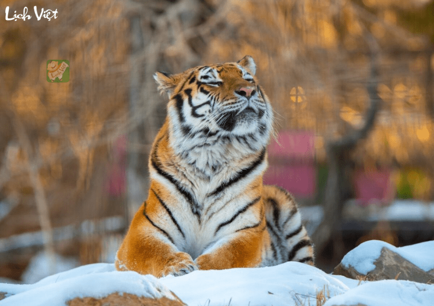 Tử vi tuổi Dần ng&agrave;y 12/1/2024