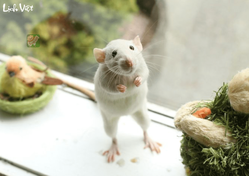 Tử vi tuổi T&yacute; ng&agrave;y 12/1/2024