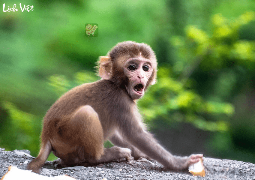 Con số may mắn tuổi Th&acirc;n ng&agrave;y 12/1/2024