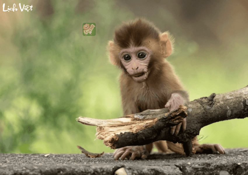 Con số may mắn tuổi Th&acirc;n ng&agrave;y 13/1/2024