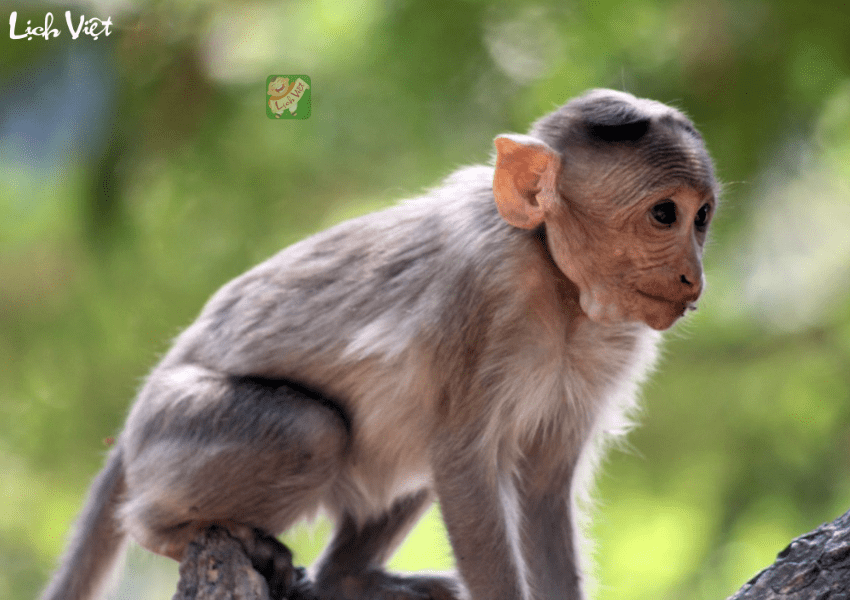 Con số may mắn tuổi Th&acirc;n ng&agrave;y 17/1/2024