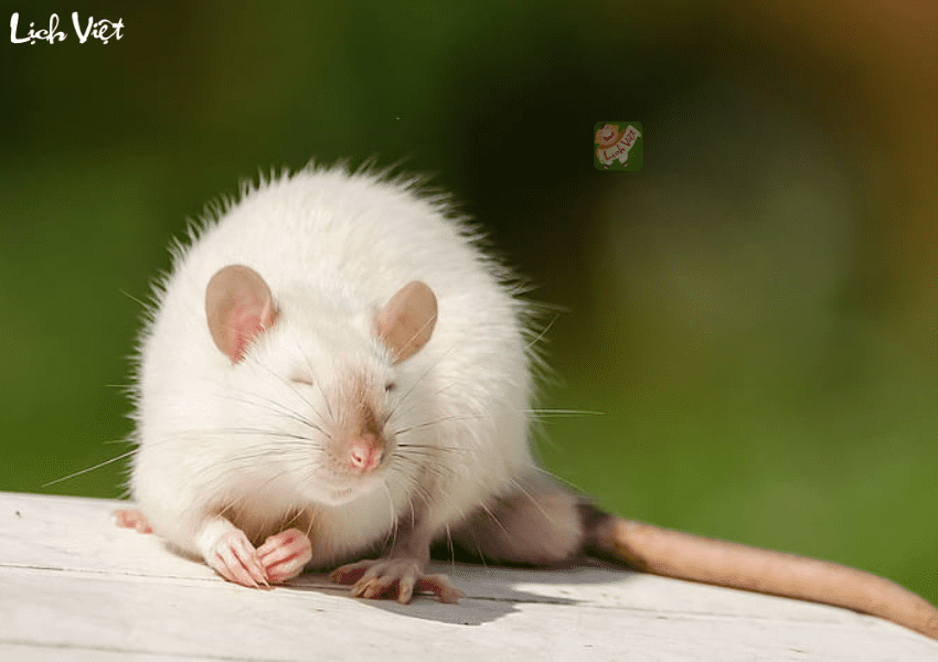 Con số may mắn tuổi T&yacute; ng&agrave;y 17/1/2024