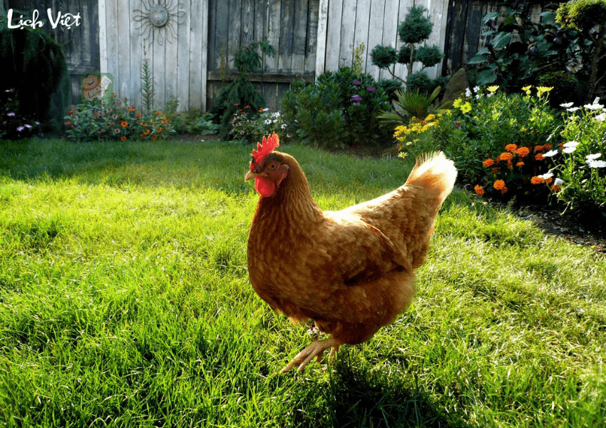 Tử vi tuổi Dậu ng&agrave;y 17/1/2024