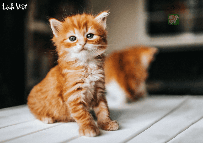 Tử vi tuổi Mão ngày 14/1/2024