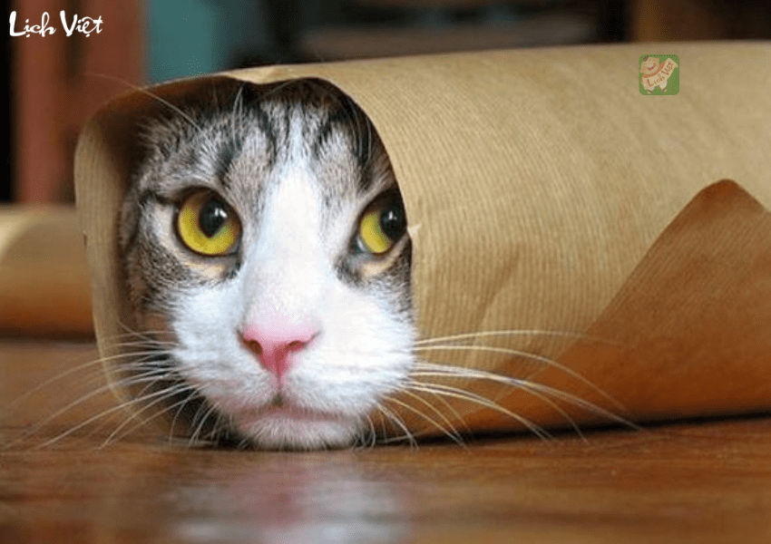 Tử vi tuổi M&atilde;o ng&agrave;y 17/1/2024