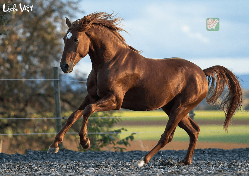 Tử vi tuổi Ngọ ng&agrave;y 13/1/2024