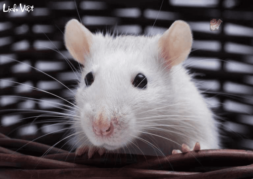 Tử vi tuổi T&yacute; ng&agrave;y 13/1/2024