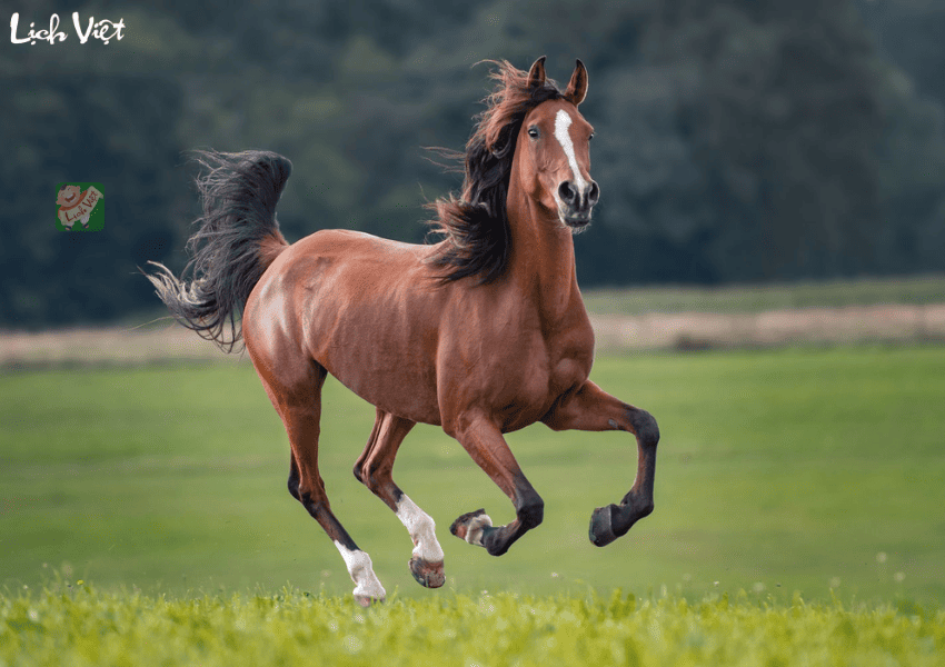 Con số may mắn tuổi Ngọ ng&agrave;y 20/1/2024