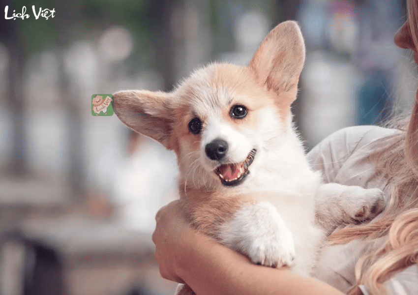 Con số may mắn tuổi Tuất ng&agrave;y 20/1/2024