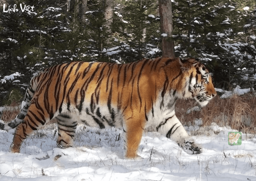 Tử vi tuổi Dần ng&agrave;y 20/1/2024