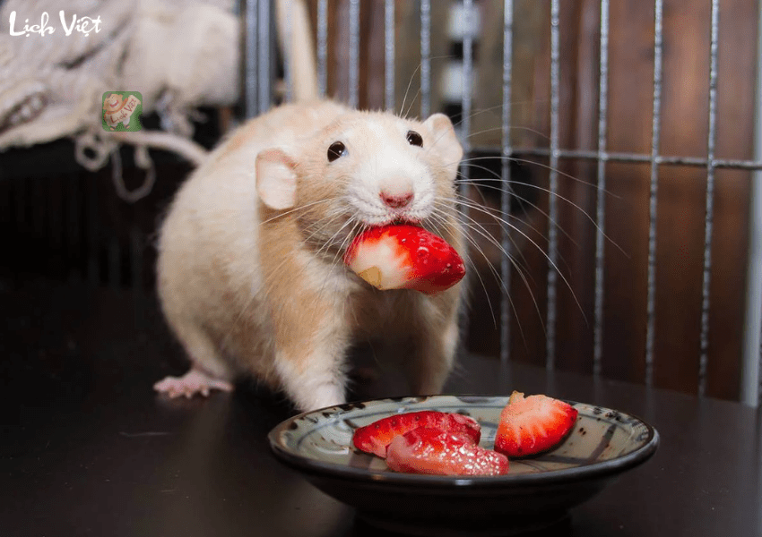 Tử vi tuổi T&yacute; ng&agrave;y 20/1/2024