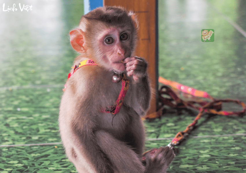 Con số may mắn tuổi Th&acirc;n ng&agrave;y 26/1/2024