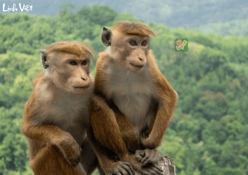 Con số may mắn tuổi Th&acirc;n ng&agrave;y 30/1/2024