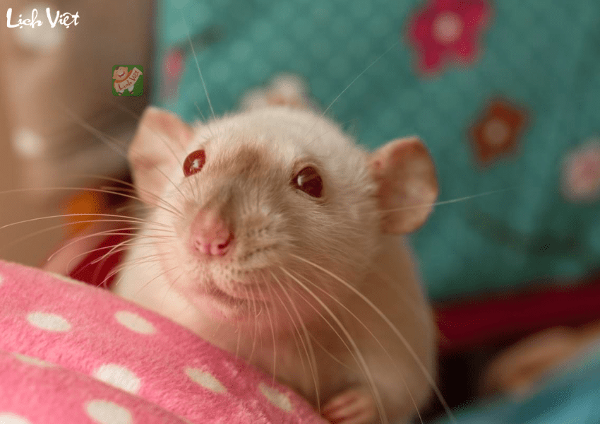 Con số may mắn tuổi T&yacute; ng&agrave;y 30/1/2024