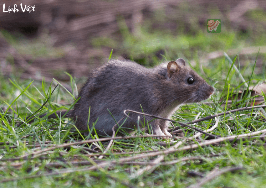 Con số may mắn tuổi T&yacute; ng&agrave;y 31/1/2024