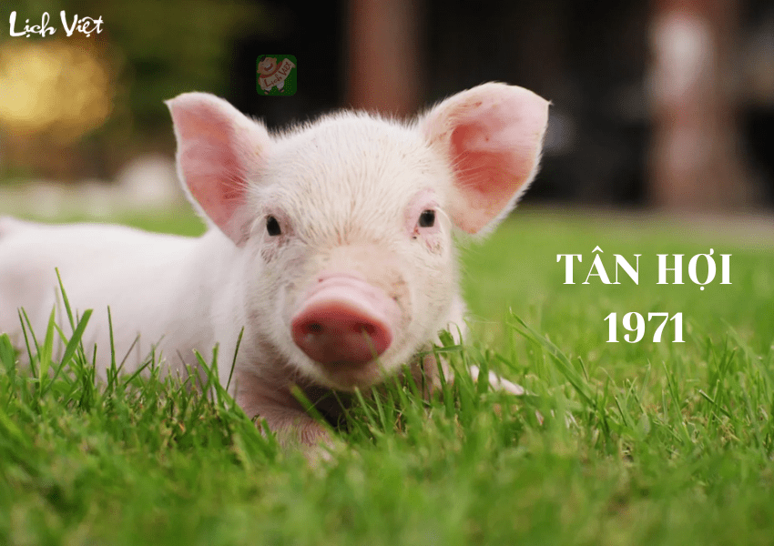Tử vi tuổi Tân Hợi năm 2024