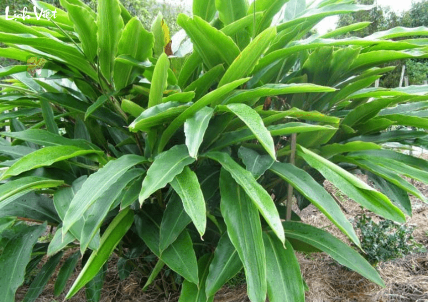 Dùng lá củ riềng