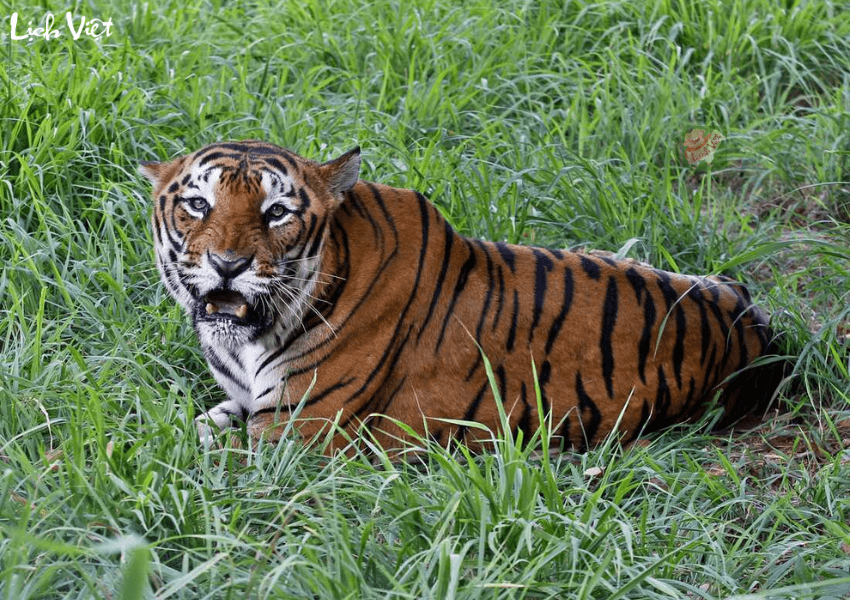 Tử vi tuổi Dần ng&agrave;y 26/1/2024