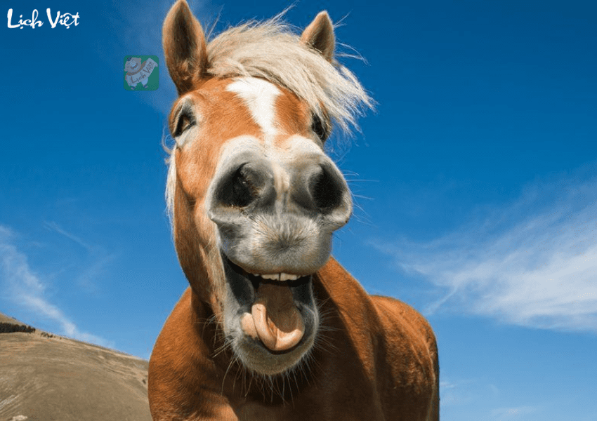 Tử vi tuổi Ngọ ng&agrave;y 26/1/2024