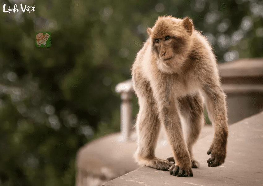 Tử vi tuổi Th&acirc;n ng&agrave;y 26/1/2024