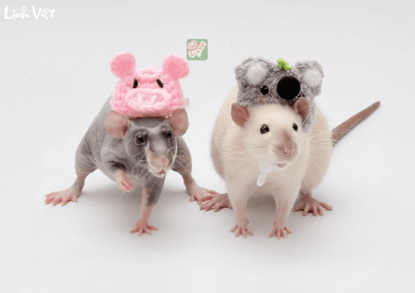 Tử vi tuổi T&yacute; tuần mới 5/2 - 11/2/2024