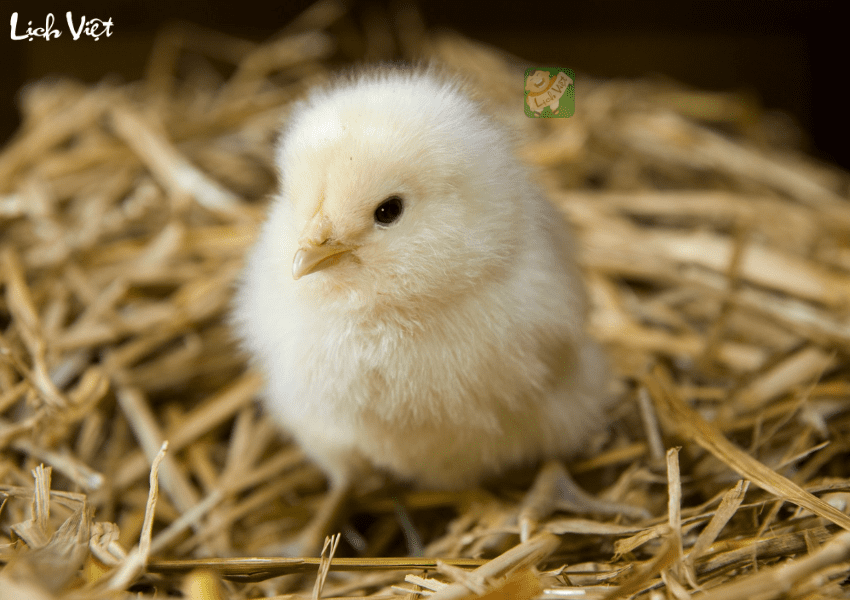 Tử vi tuổi Dậu ng&agrave;y 30/1/2024