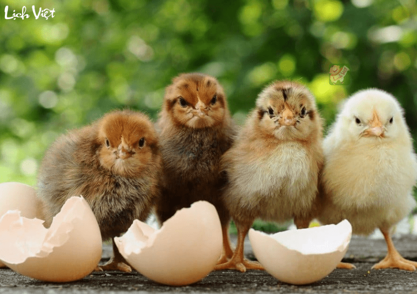 Tử vi tuổi Dậu tuần mới&nbsp;19/2 - 25/2/2024