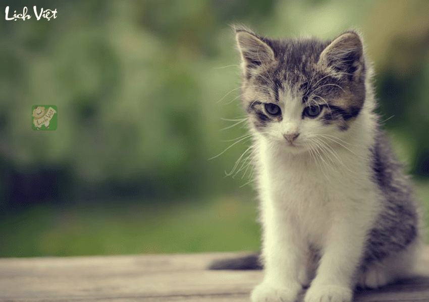 Tử vi tuổi M&atilde;o ng&agrave;y 30/1/2024