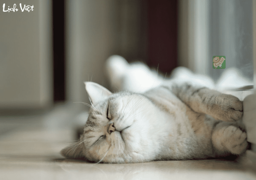 Tử vi tuổi Mão tuần mới 12/2 - 18/2/2024