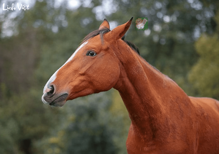 Tử vi tuổi Ngọ ng&agrave;y 30/1/2024