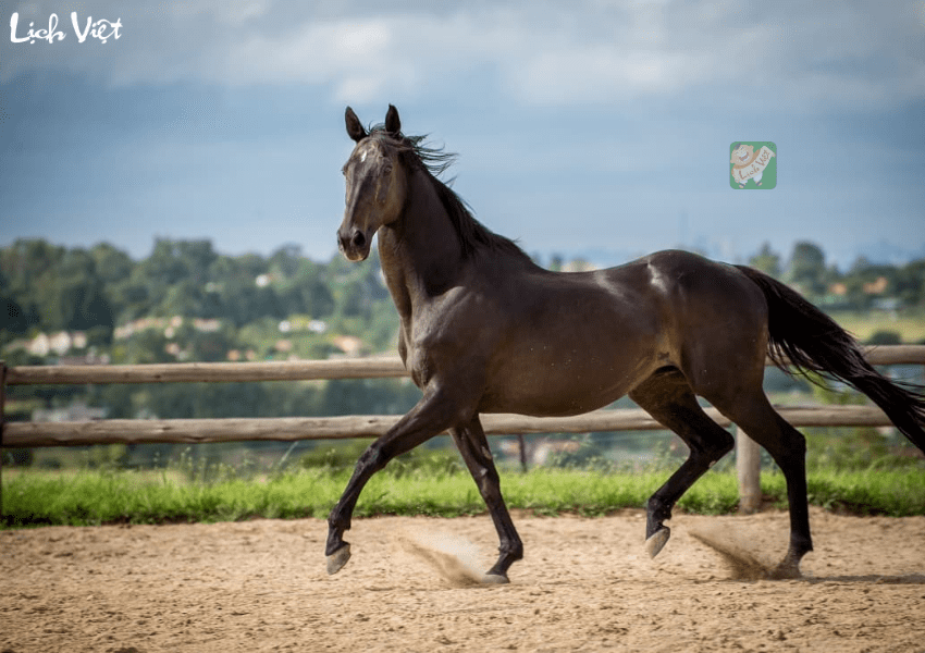 Tử vi tuổi Ngọ tuần mới 12/2 - 18/2/2024