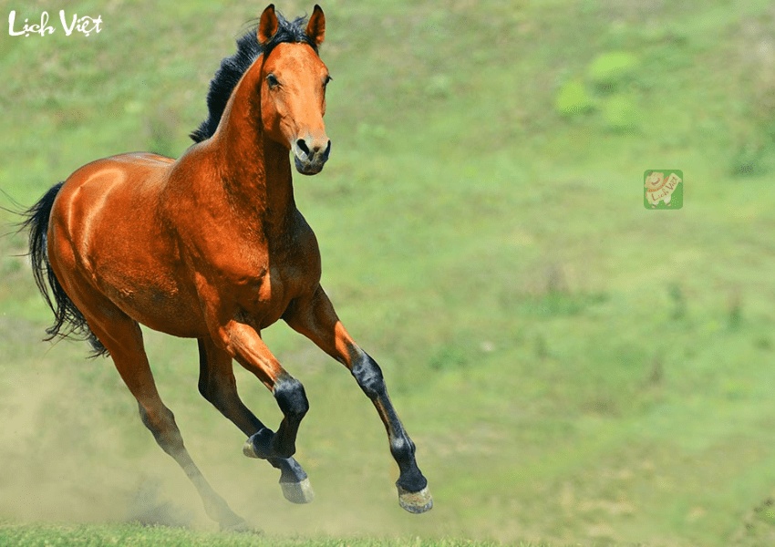 Tử vi tuổi Ngọ tuần mới 19/2 - 25/2/2024