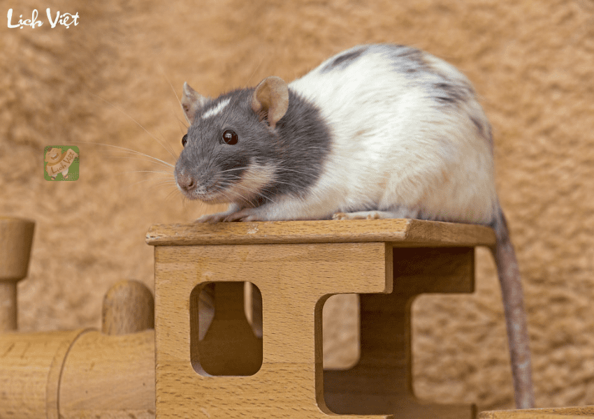 Tử vi tuổi T&yacute; ng&agrave;y 30/1/2024