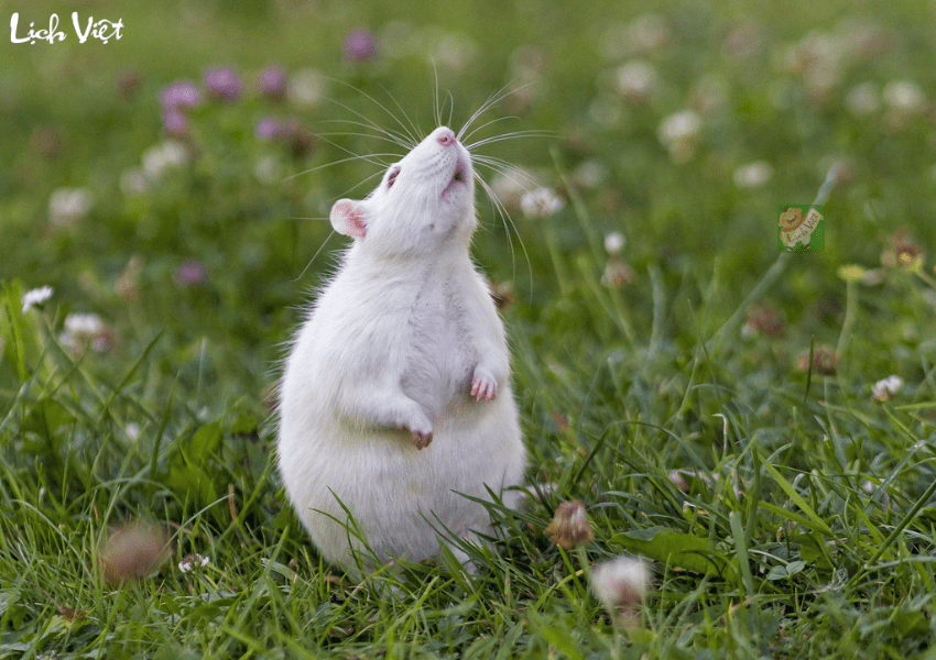 Tử vi tuổi Tý tuần mới 12/2 - 18/2/2024