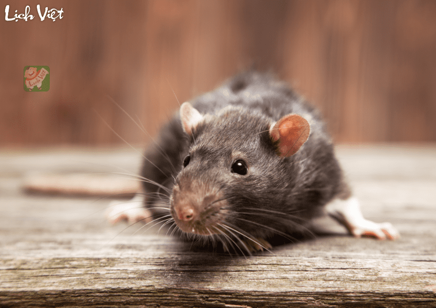 Tử vi tuổi Tý ngày 31/1/2024