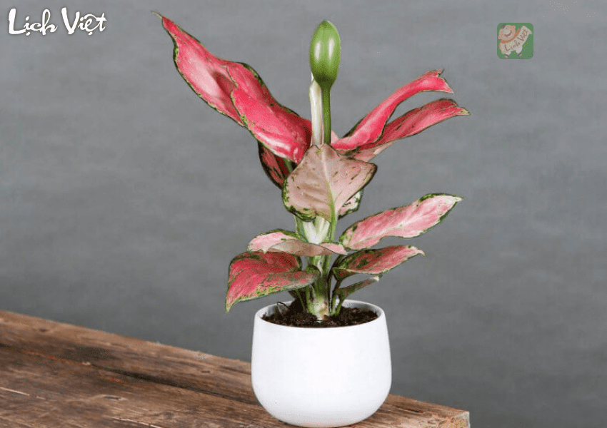 C&acirc;y phong thủy l&agrave;m qu&agrave; tết 2024