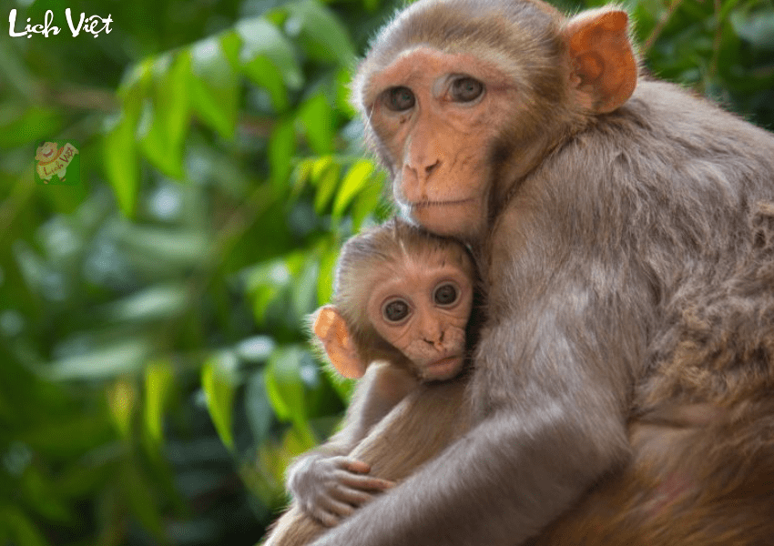 Tử vi tuổi Th&acirc;n 18/2/2024