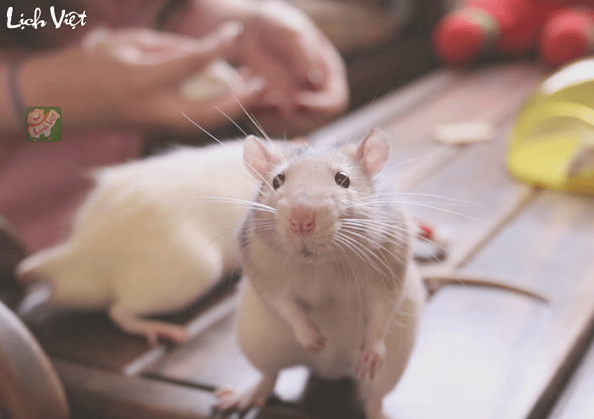 Tử vi tuổi T&yacute; 18/2/2024