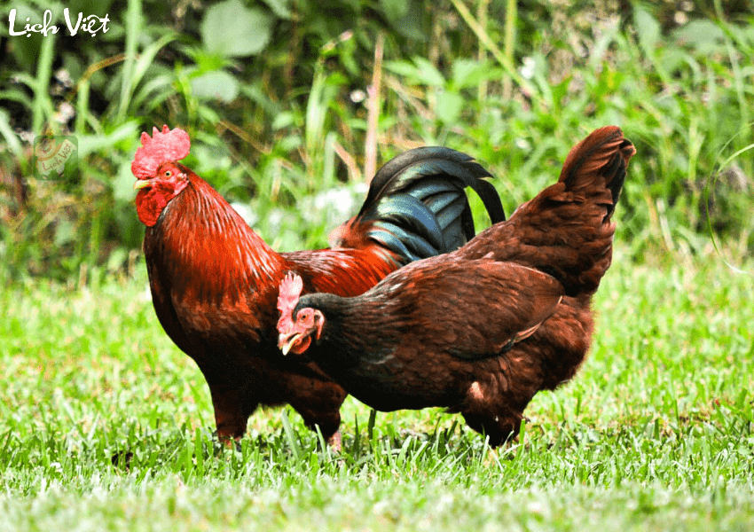 Tử vi tuổi Dậu 21/2/2024