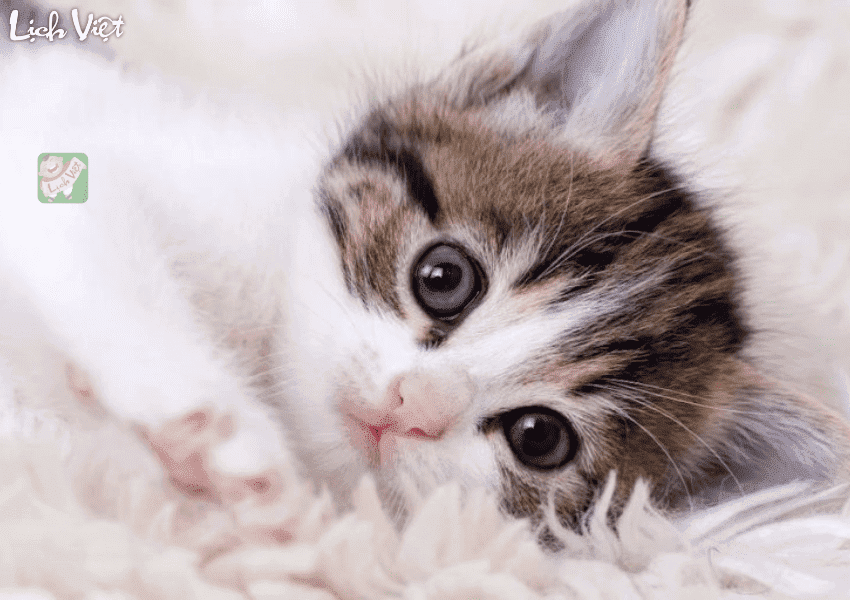 Tử vi tuổi M&atilde;o 21/2/2024