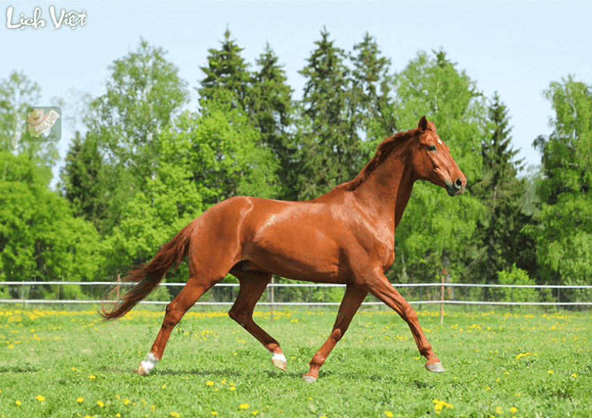 Tử vi tuổi Ngọ 21/2/2024