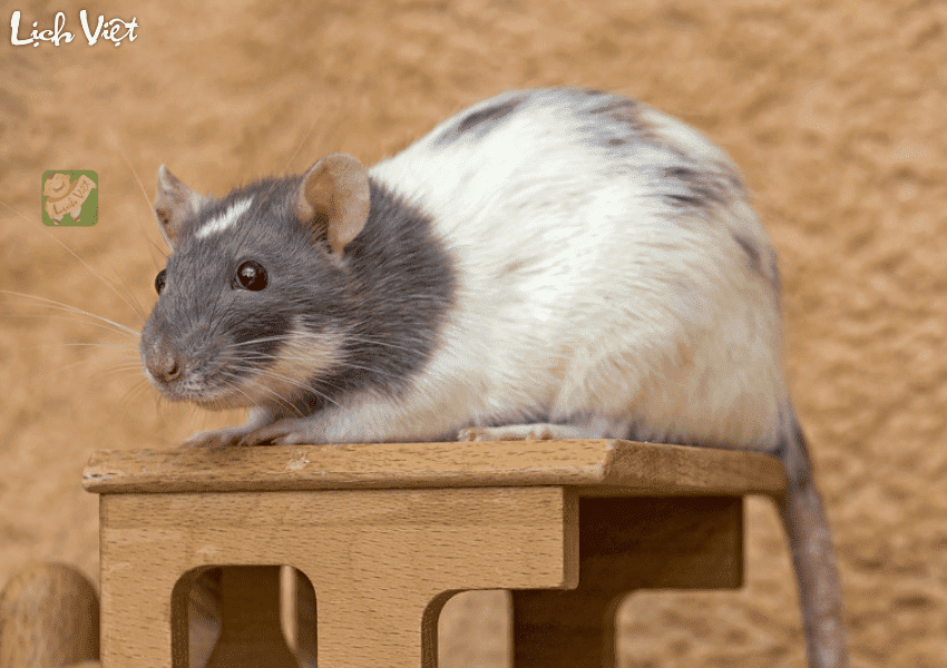 Tử vi tuổi T&yacute; 21/2/2024