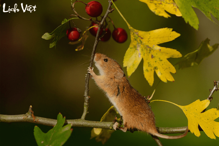 Tử vi tuổi T&yacute; 24/2/2024