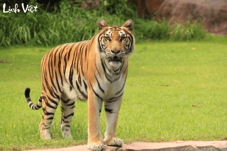 Con số may mắn tuổi Dần ng&agrave;y 24/2/2024