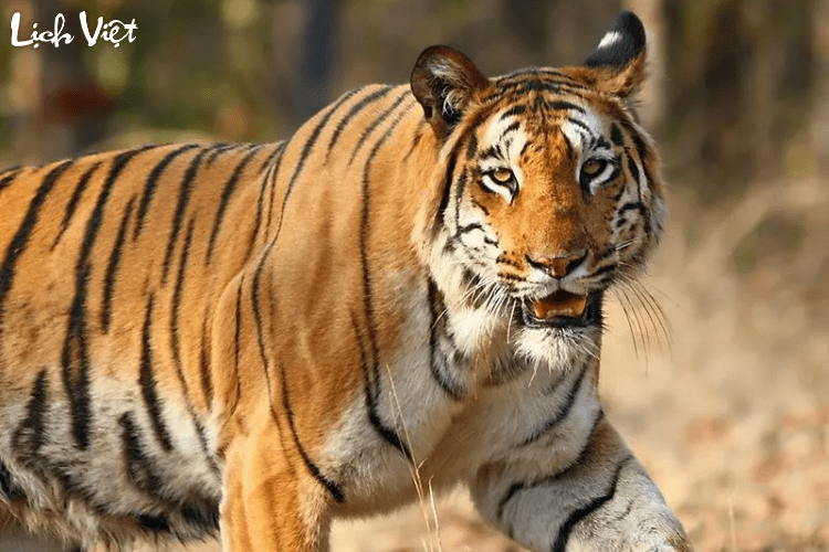 Con số may mắn tuổi Dần ng&agrave;y 26/2/2024