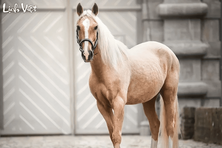 Con số may mắn tuổi Ngọ ng&agrave;y 26/2/2024